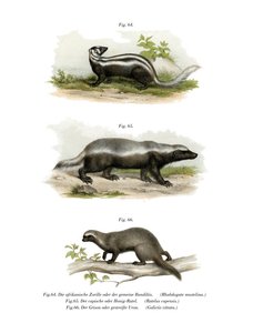 Zorilla, 1860 af German School